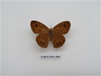 藏品(寶島波眼蝶)的圖片